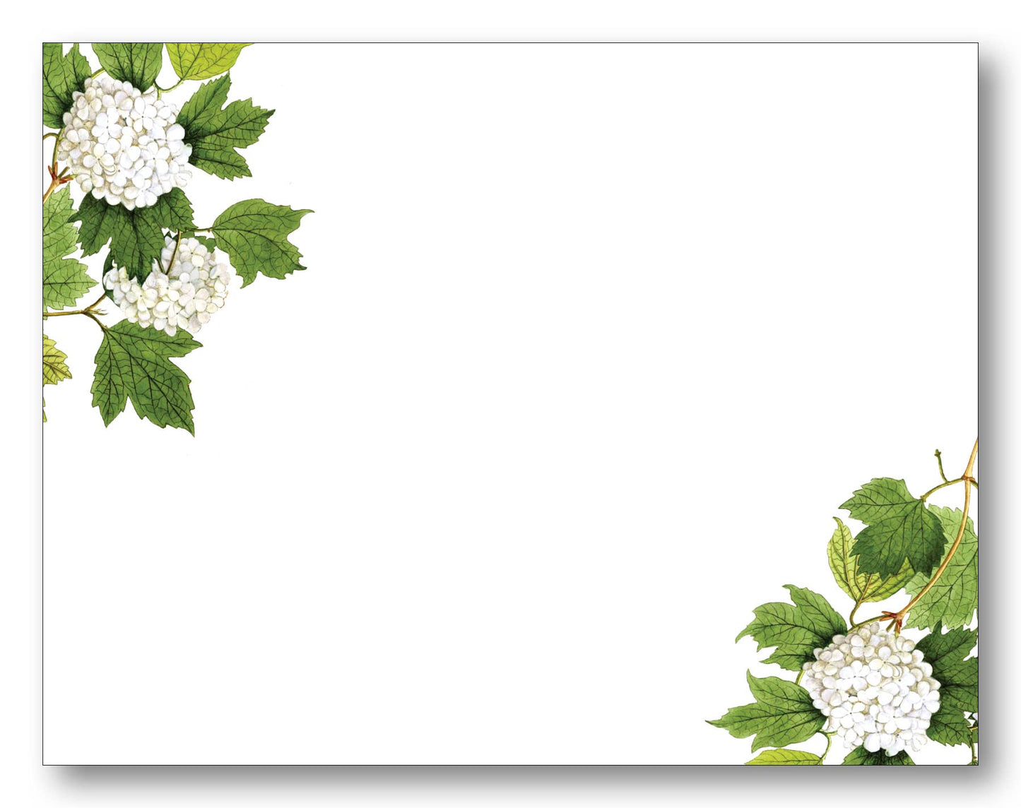 Hydrangea Note Card