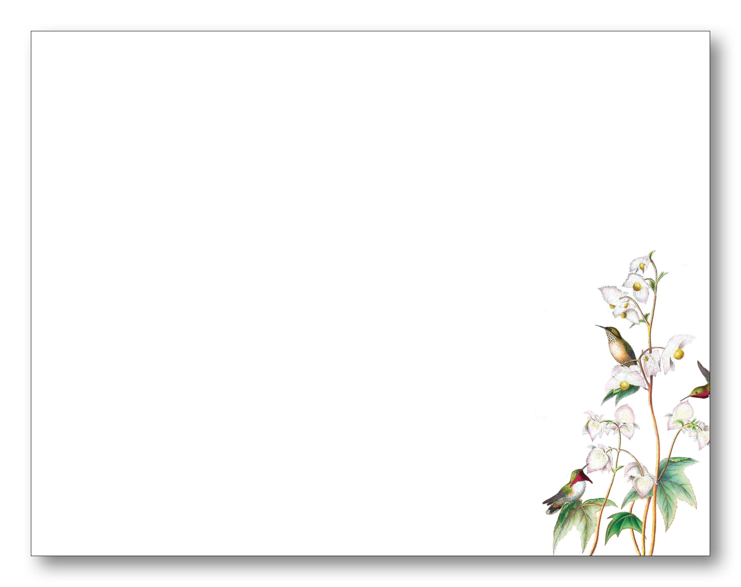 Hummingbird Branch Note Card