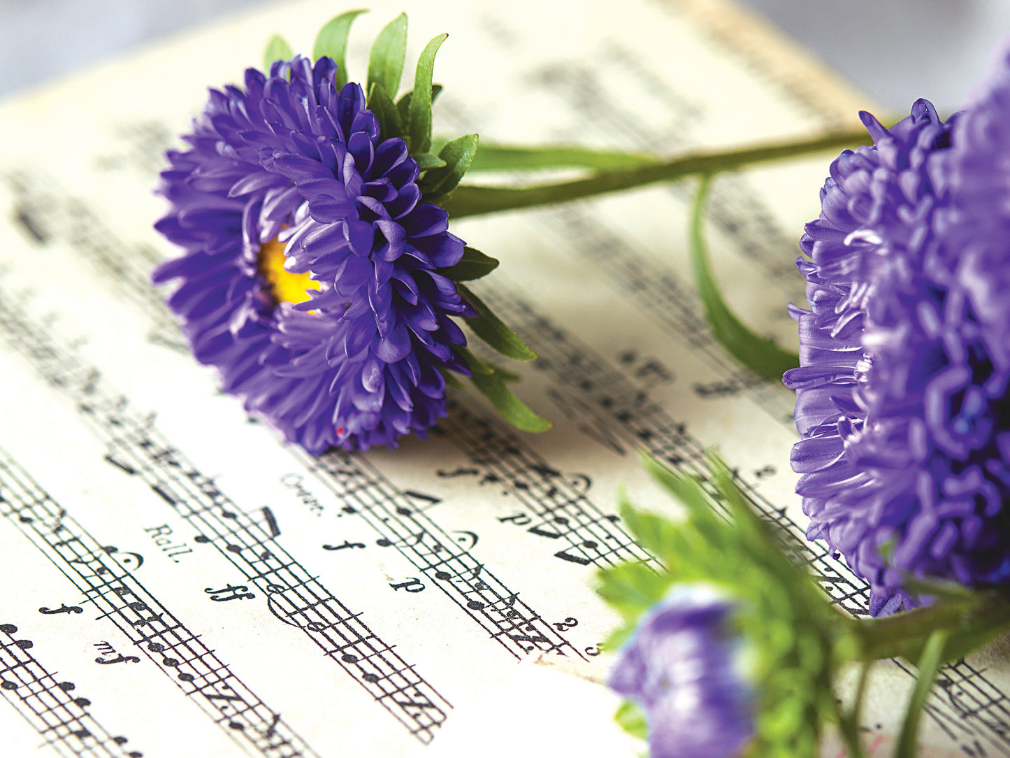 FR4079 Blank Note Cards