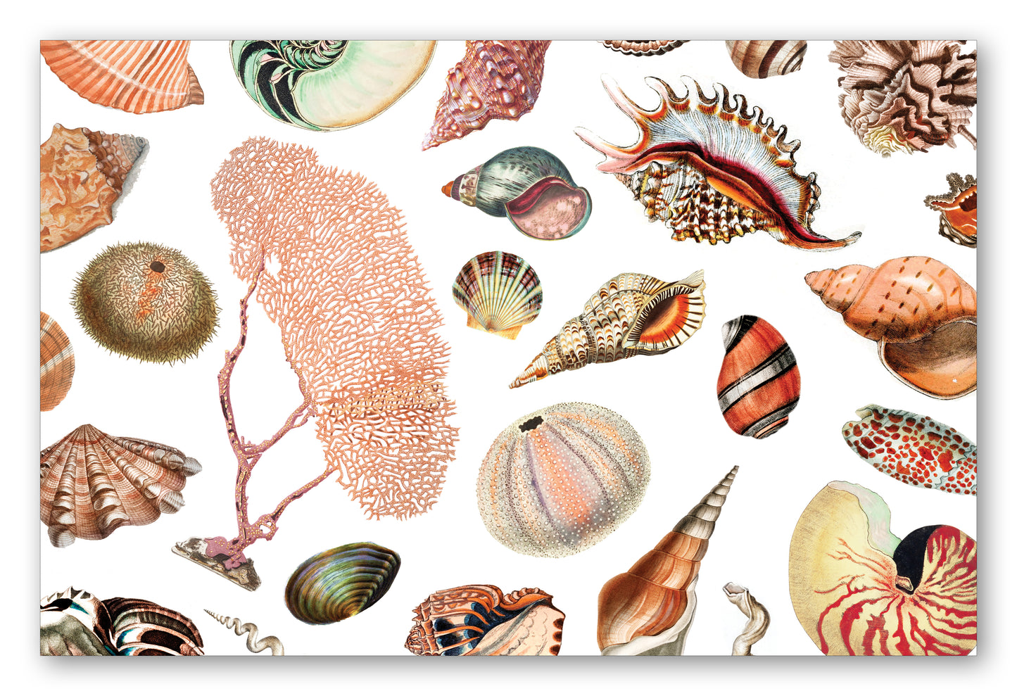 Seashells Placemat