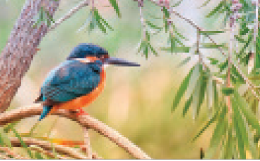 FR4145 Blank Note Cards