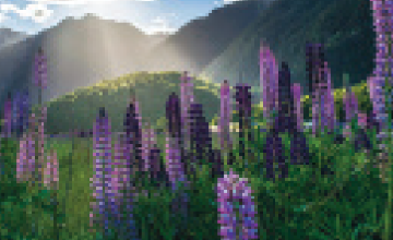 FR4146 Blank Note Cards