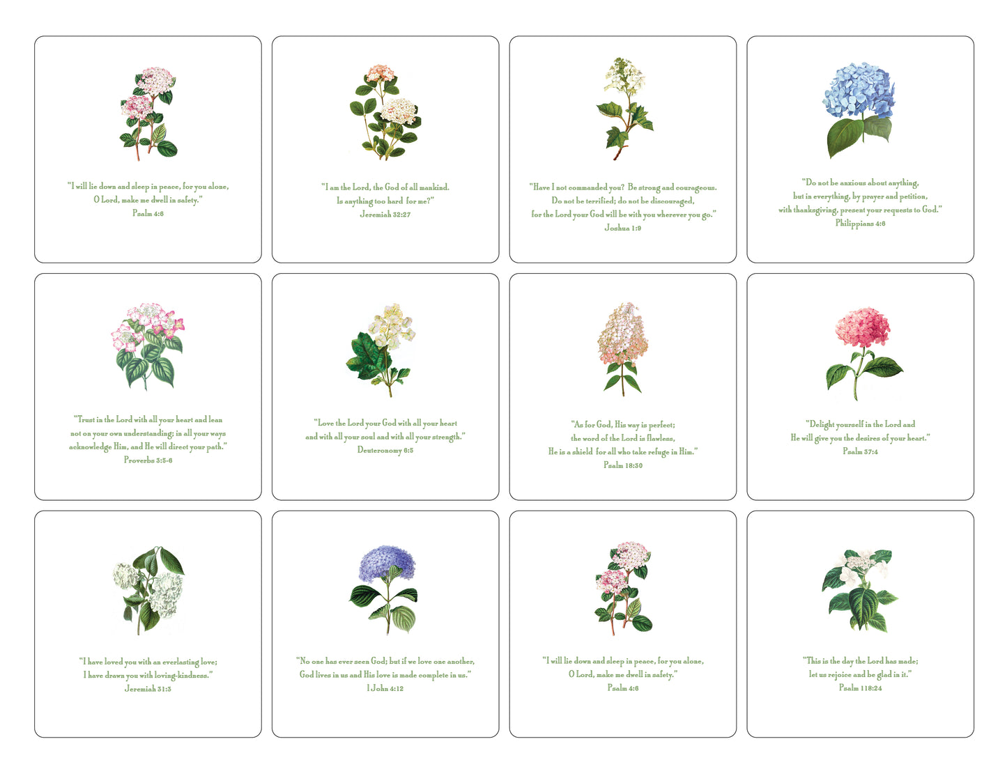 Hydrangea Verses Oversized