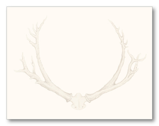 Antlers 515 Note Card