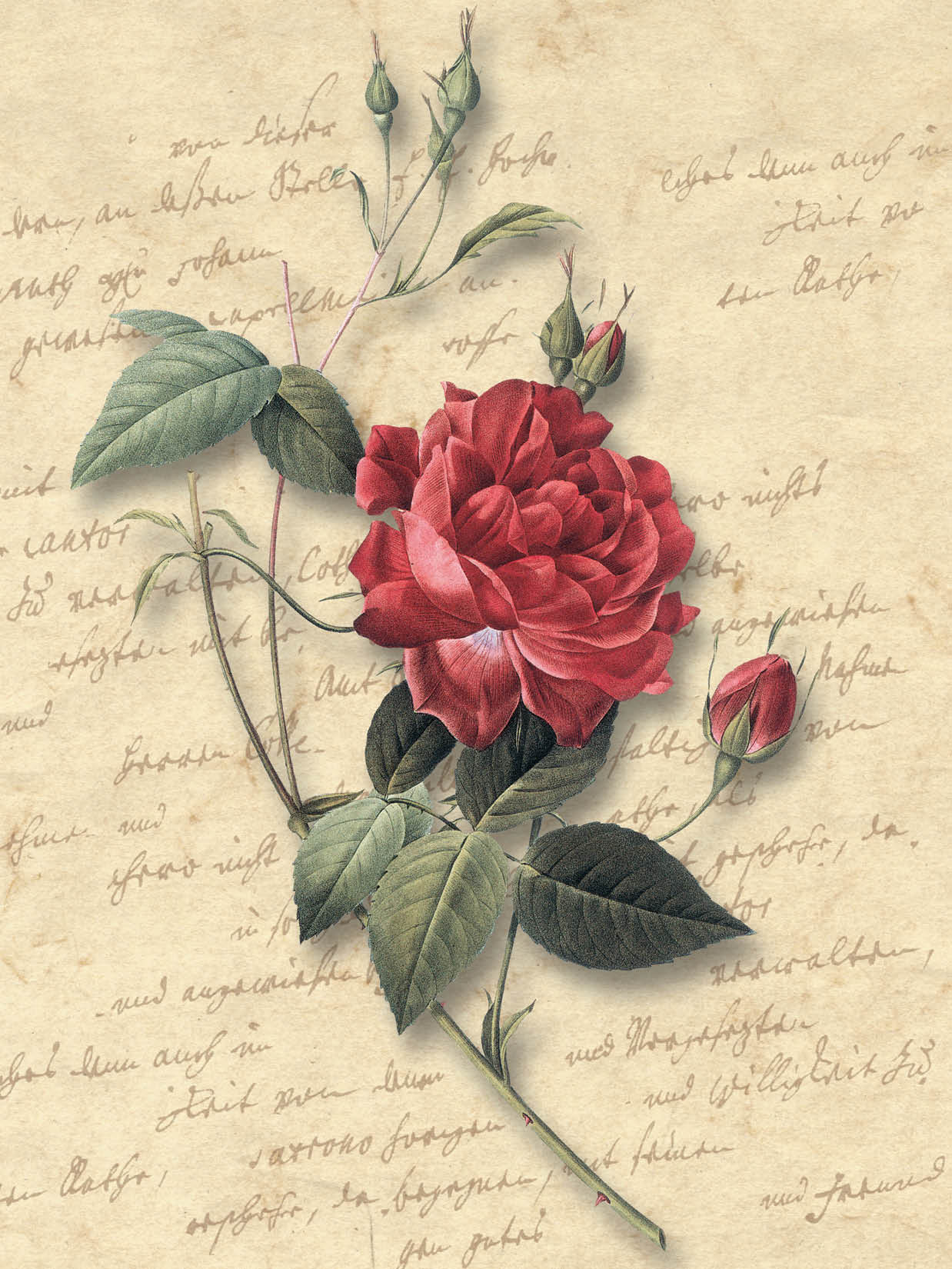 FR4015 Blank Note Cards