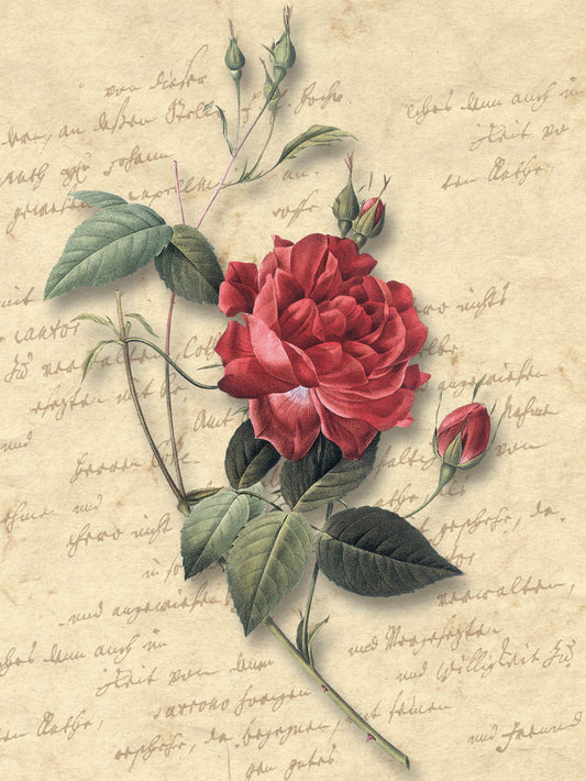FR4015 Blank Note Cards
