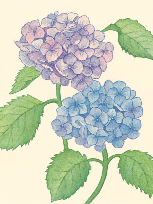 FR4024 Blank Note Cards