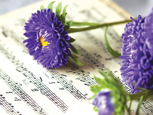 FR4079 Blank Note Cards