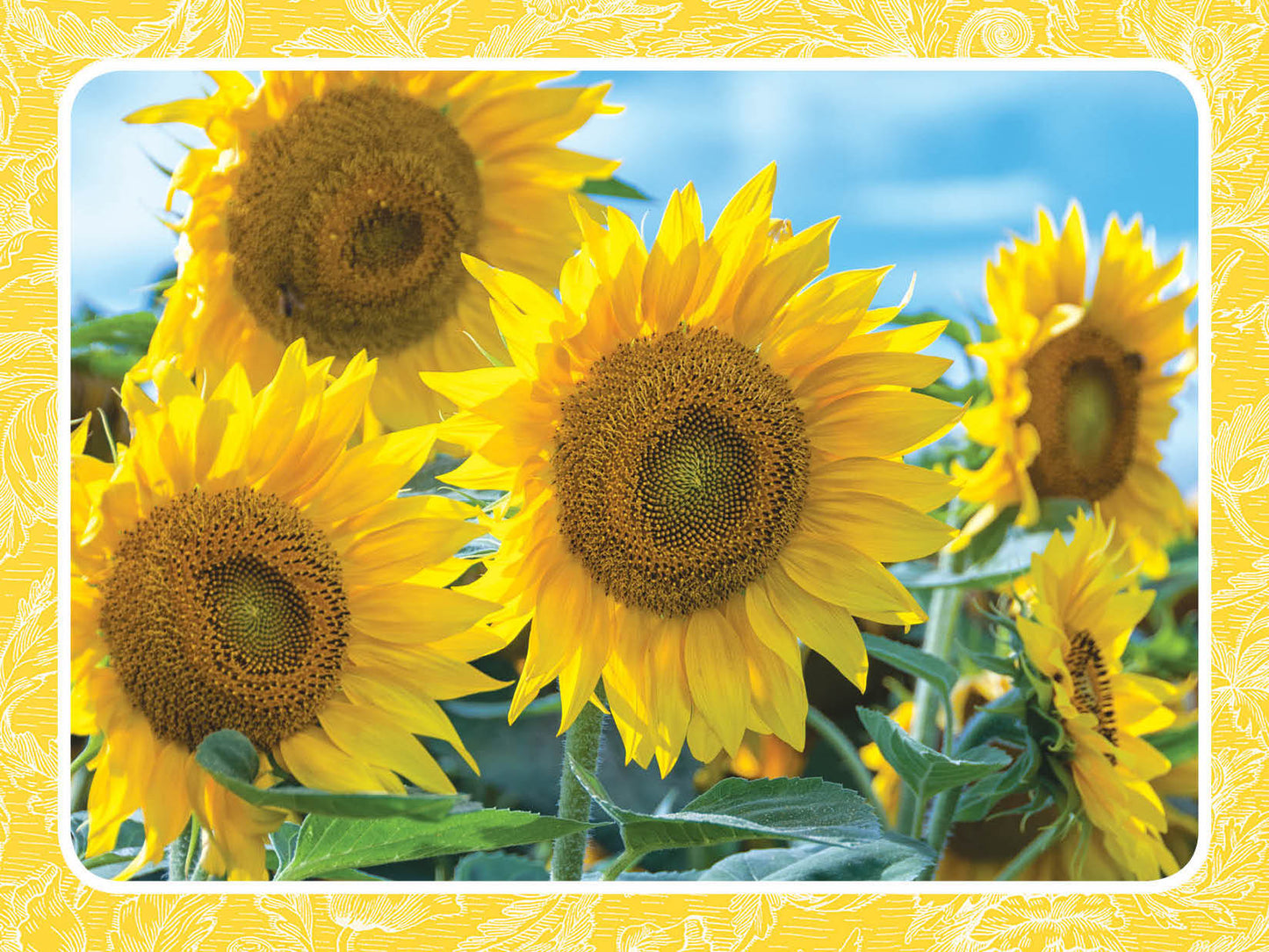 FR4089 Blank Note Cards