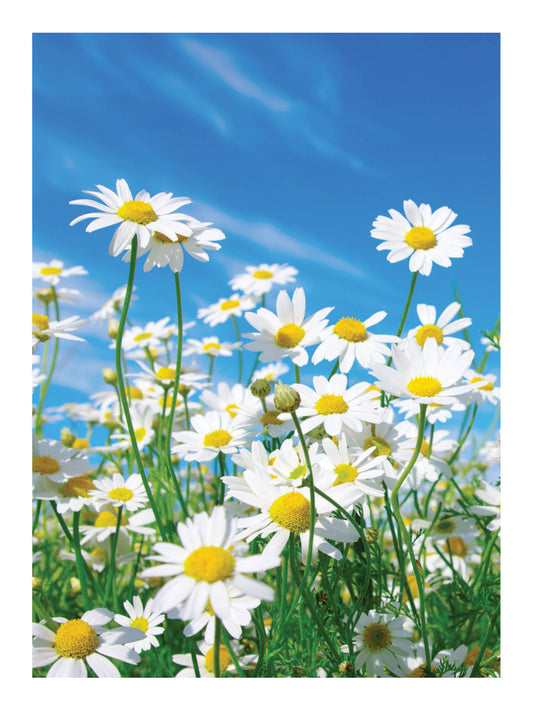 FR4110 Blank Note Cards