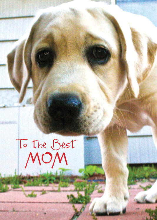 PFRS6501 Mother's Day Card Premium