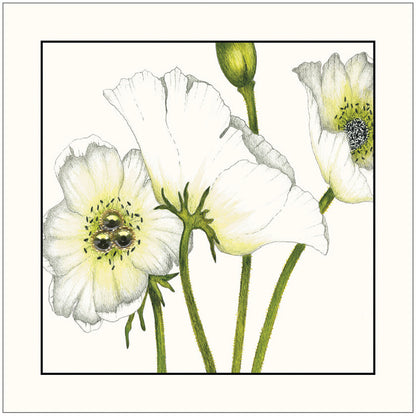 SEH GGE003 Gift Enclosure