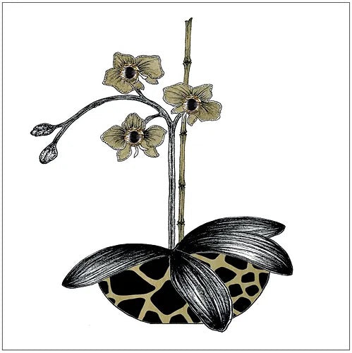 SEH GGE166 - Leopard Pot Orchid