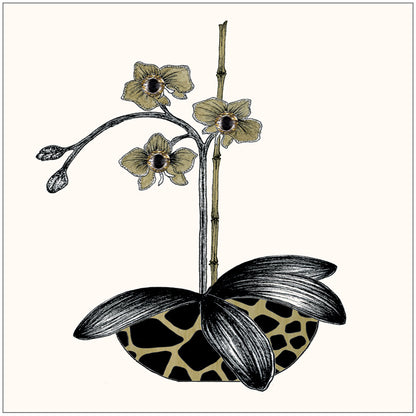 SEH GGE166 Gift Enclosure