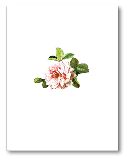 Flowers Boxed Note Cards