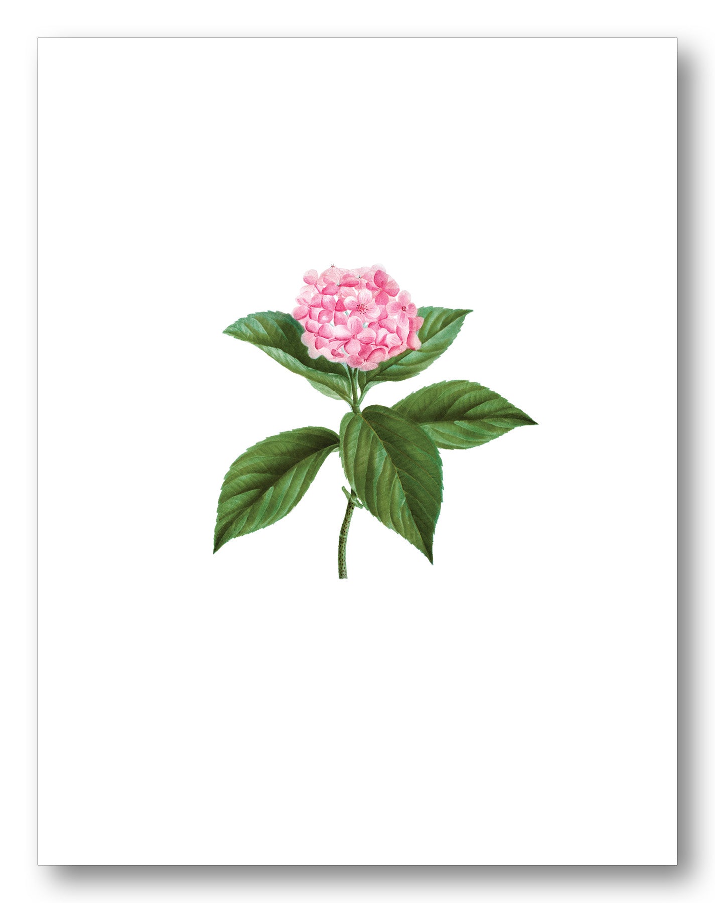 Flowers Boxed Note Cards