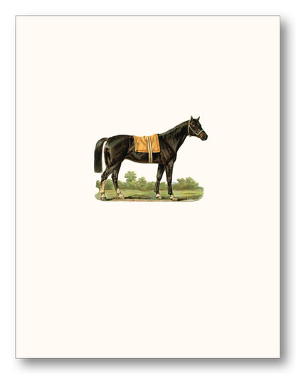 Horses & Longhorn Boxed Note Cards