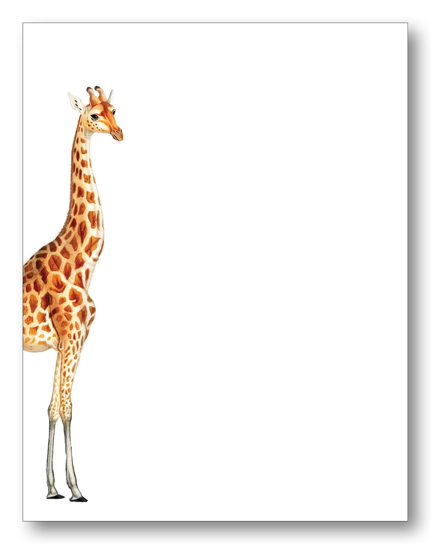 Wildlife Boxed Note Cards