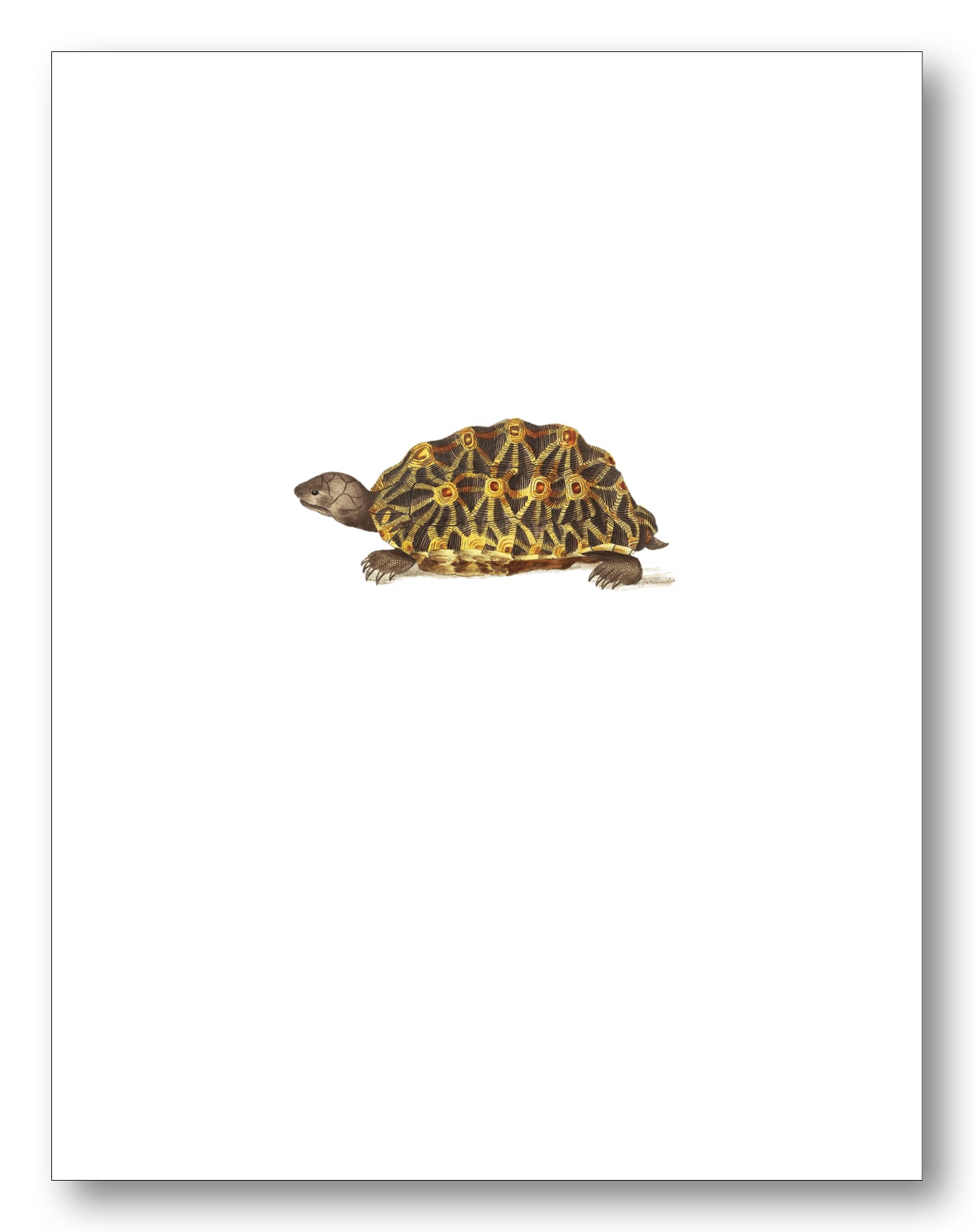 Wildlife Boxed Note Cards