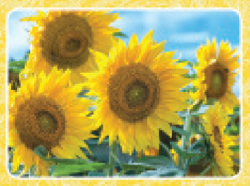 FR4089 Blank Note Card